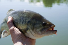 Having fun today with Black Bass Having fun today with Black Bass