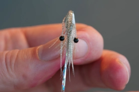 Perfect eyes Perfect eyes