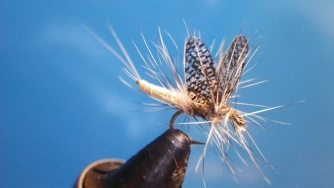 Mayfly Mayfly