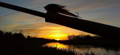 Bushy fly in the setting sun Bushy fly in the setting sun