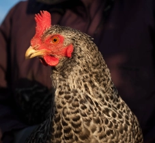 Our own Plymouth Rock hen Our own Plymouth Rock hen