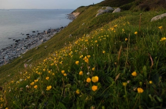 Lush and green Lush and green