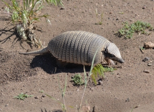 Patagonian armadillo Patagonian armadillo