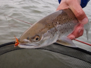 Orange works Orange works