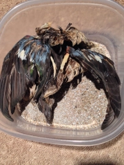 Small mallard Small mallard