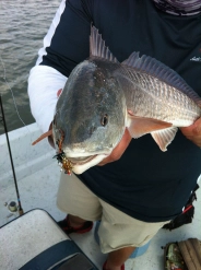 Redfish Redfish