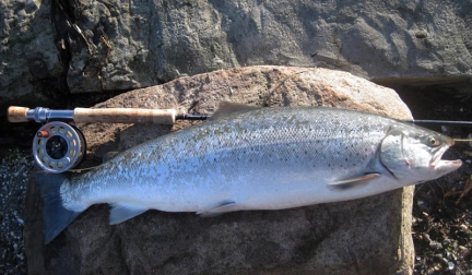 Shrimp fish! Shrimp fish!