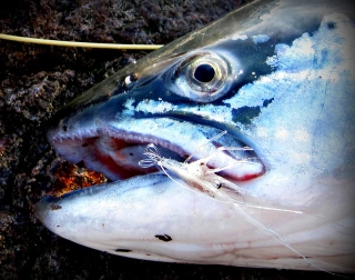 A Perfect Ghost Shrimp A Perfect Ghost Shrimp