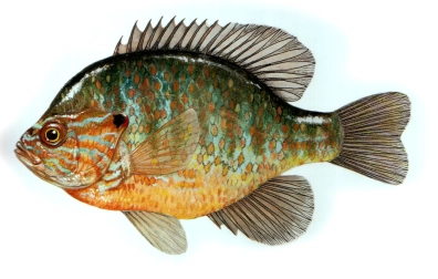 Pumpkinseed Pumpkinseed