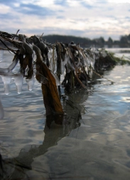 Sea weed in the winter Sea weed in the winter