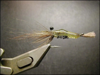 Lagathu's shrimp Lagathu's shrimp