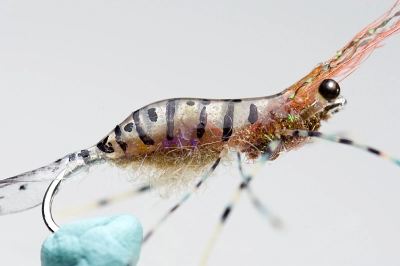 S.L.S. - Sun Light Shrimp S.L.S. - Sun Light Shrimp