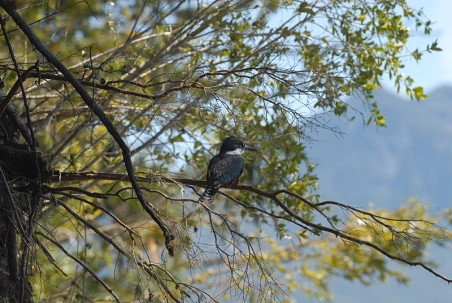 Kingfisher Kingfisher