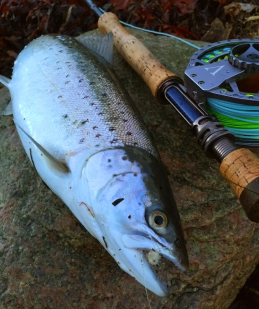 Another one felll Another one felll