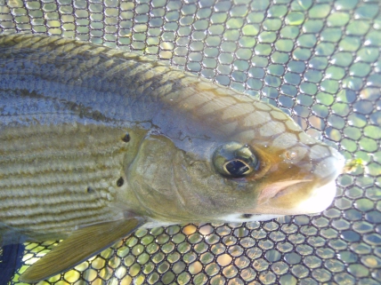 Stiff upper lip Stiff upper lip