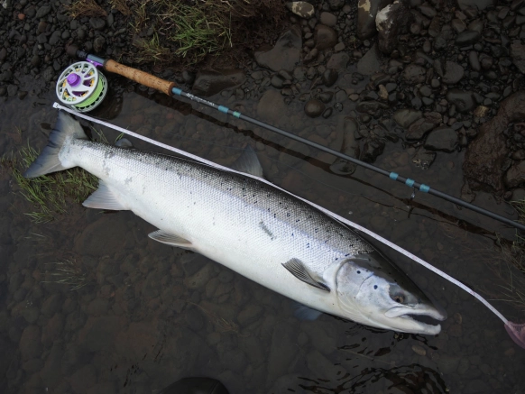 Scott NRX 10' #8 Scott NRX 10' #8