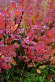 Autumn colors Autumn colors