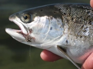 Magnus fish Magnus fish