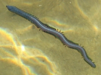 Nereis Virens (was: Diversicolor) Nereis Virens (was: Diversicolor)