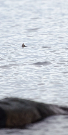 Fin of an ide Fin of an ide