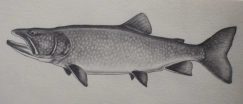 Lake Trout Lake Trout