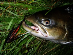 Where it belongs Where it belongs