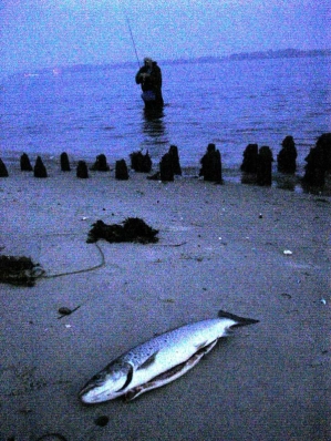 Fish of the night Fish of the night