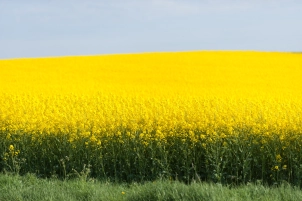 A rapeseed field A rapeseed field