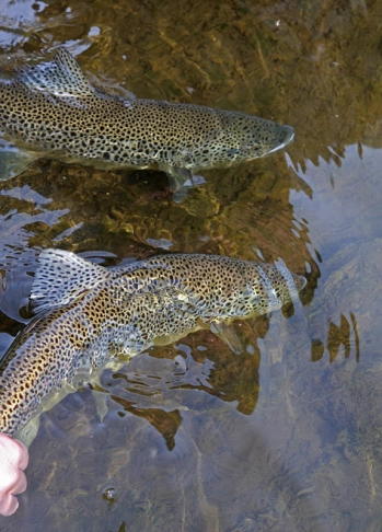 Double 50+ cm release... Double 50+ cm release...