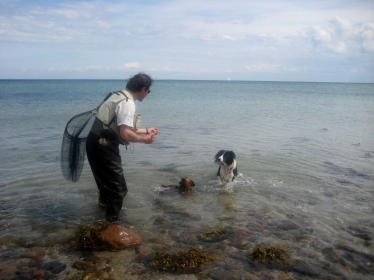 Two curious dogs Two curious dogs