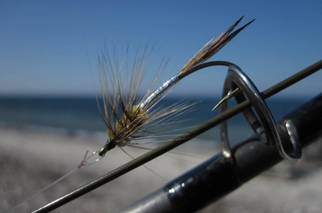 Big Hole Demon, hackled in the front Big Hole Demon, hackled in the front