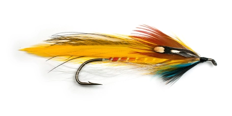 Morning Glory Morning Glory