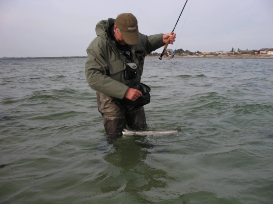 Salmon! - image Salmon! - image