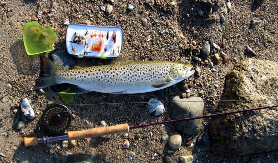 Death and the flybox - image Death and the flybox - image