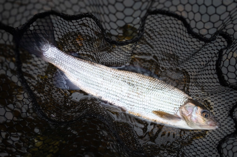 Grayling Grayling