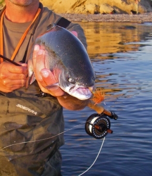 Greedy fish