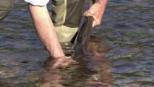 Video thumb for Orkla salmon 2010