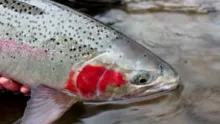 Video thumb for Soulfish: Fish Mode