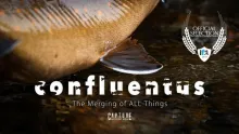 Video thumb for Confluentus