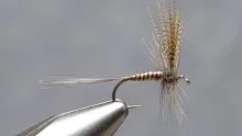 Video thumb for Quill Gordon