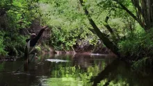 Video thumb for Overgrown II