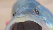 Video thumb for Skull Island Snook