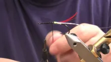 Video thumb for Green Butt Skunk Variation