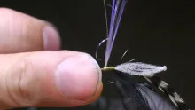 Video thumb for Ephemera danica