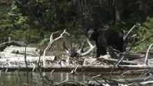 Video thumb for Brook Trouts in Fortress Lake, BC.