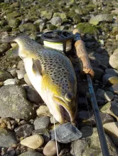 User submitted picture: Fjord Trout.