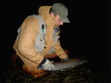 User submitted picture: Sea run brown trout  Tier...