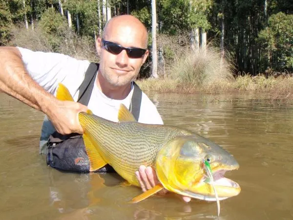 User submitted picture: A Dorado (Salminus maxil...