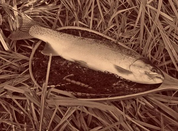 User submitted picture: Too big for the net! Nor...