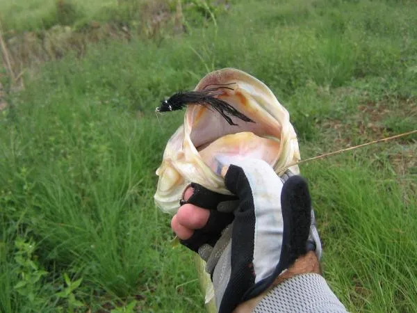 User submitted picture: brazilian largemouth bas...